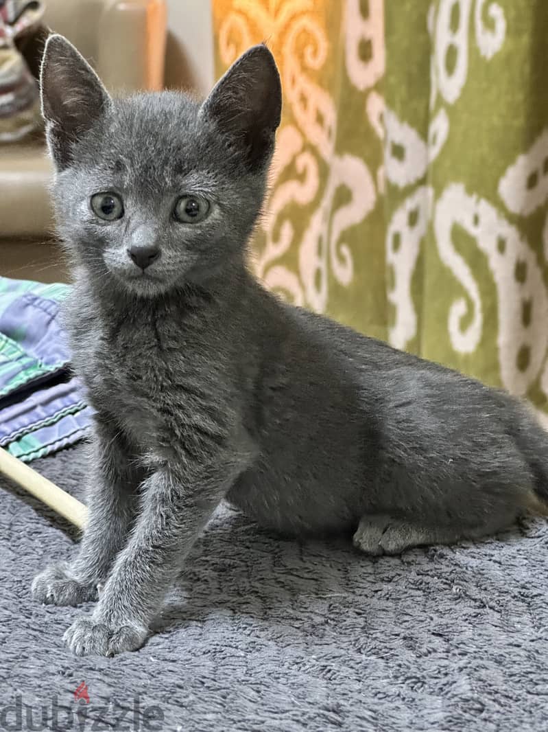 Russian blue kitten hypoallergenic 1