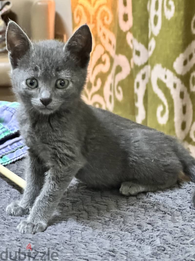 Russian blue kitten hypoallergenic 2