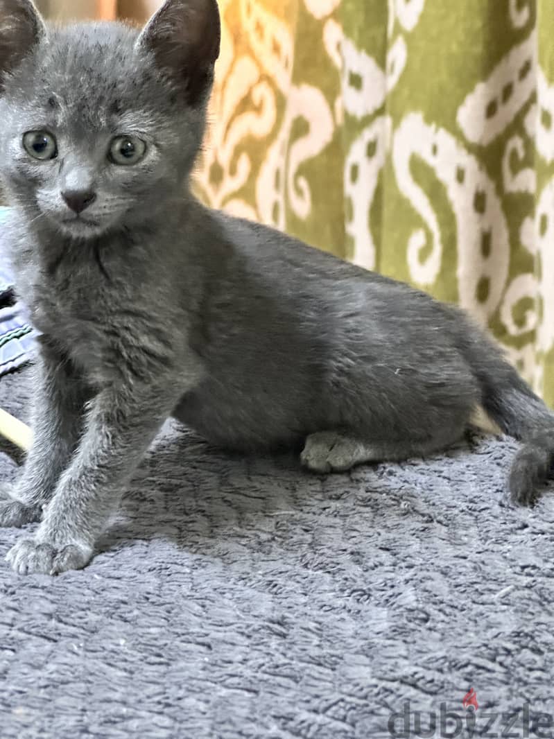 Russian blue kitten hypoallergenic 3