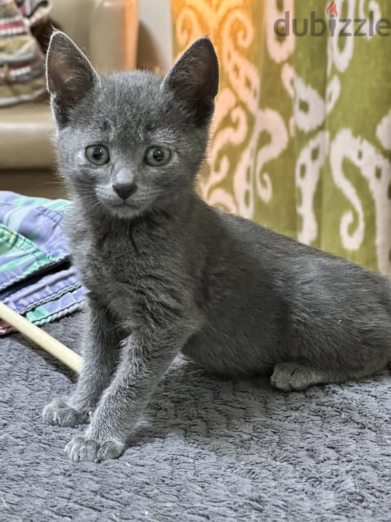 Russian blue kitten hypoallergenic 4