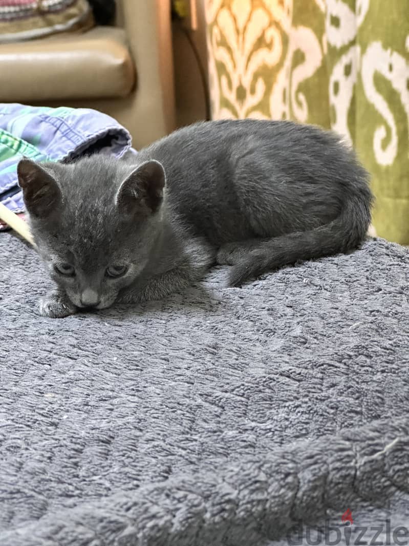 Russian blue kitten hypoallergenic 5