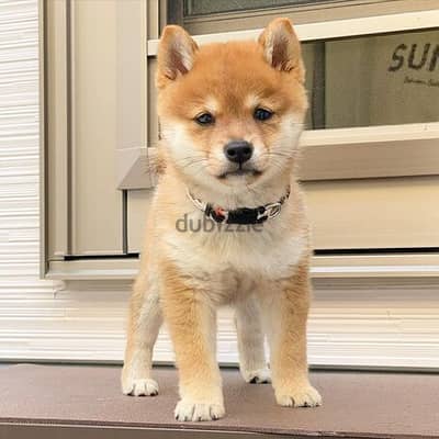 Adorable Shiba Inu puppies +966568971345