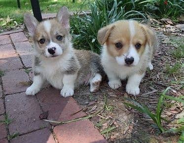 Potty Trained Pembroke Welsh Corgi Puppies For Sale 0