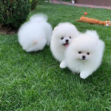 Pomeranian Puppies 0