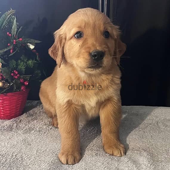 Golden Retriever Puppy 0