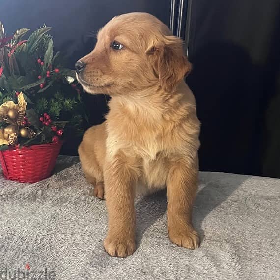 Golden Retriever Puppy 1