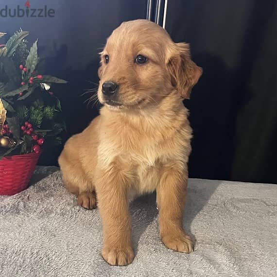 Golden Retriever Puppy 2