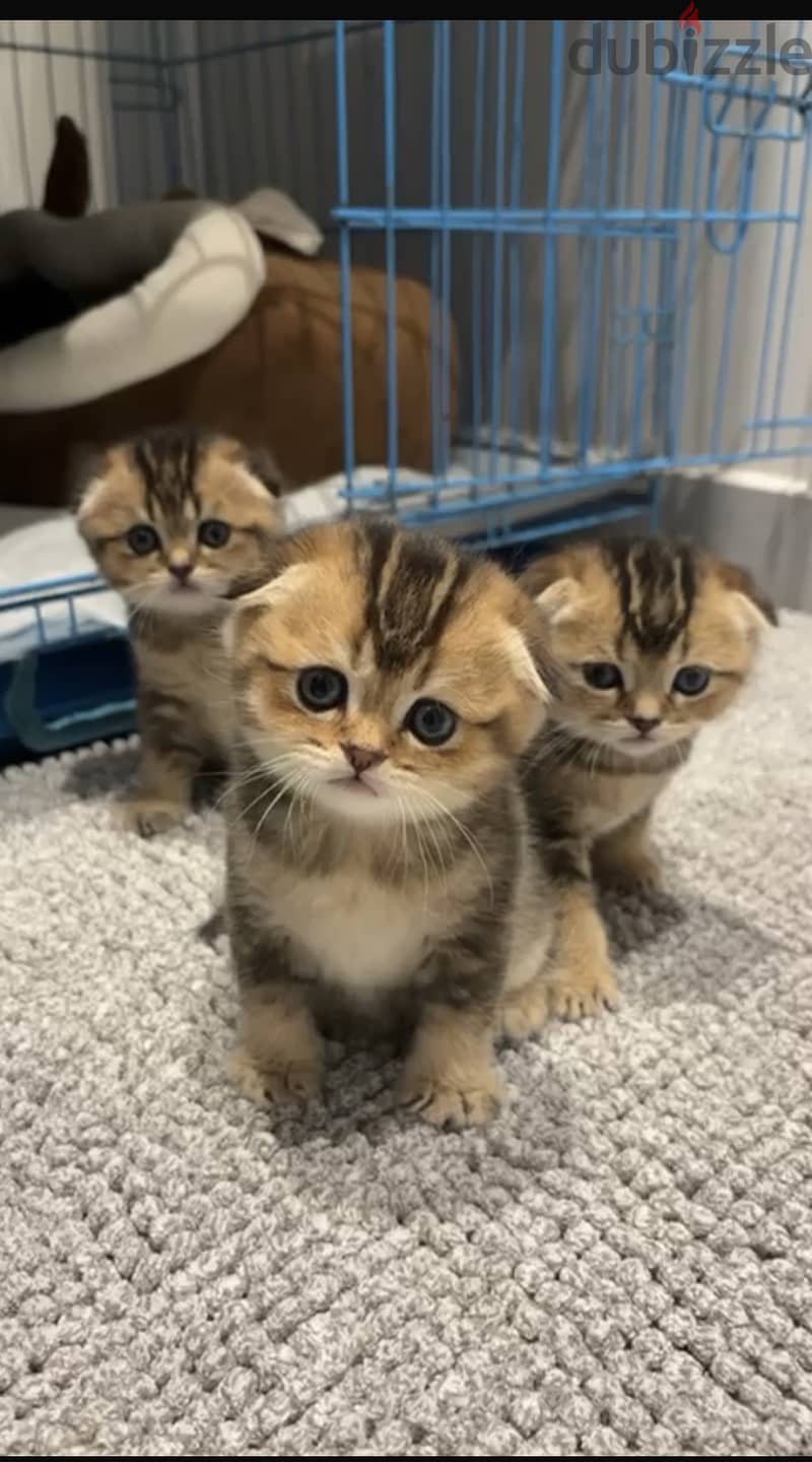 Scottish fold kittens 0