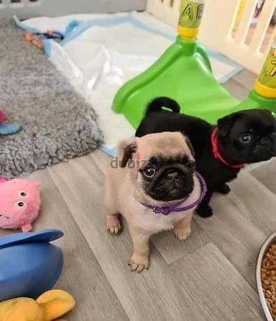 Whatsapp Me +966583921348 Pug Puppies 0