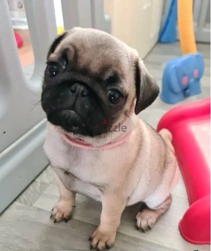 Whatsapp Me +966583921348 Pug Puppies 1