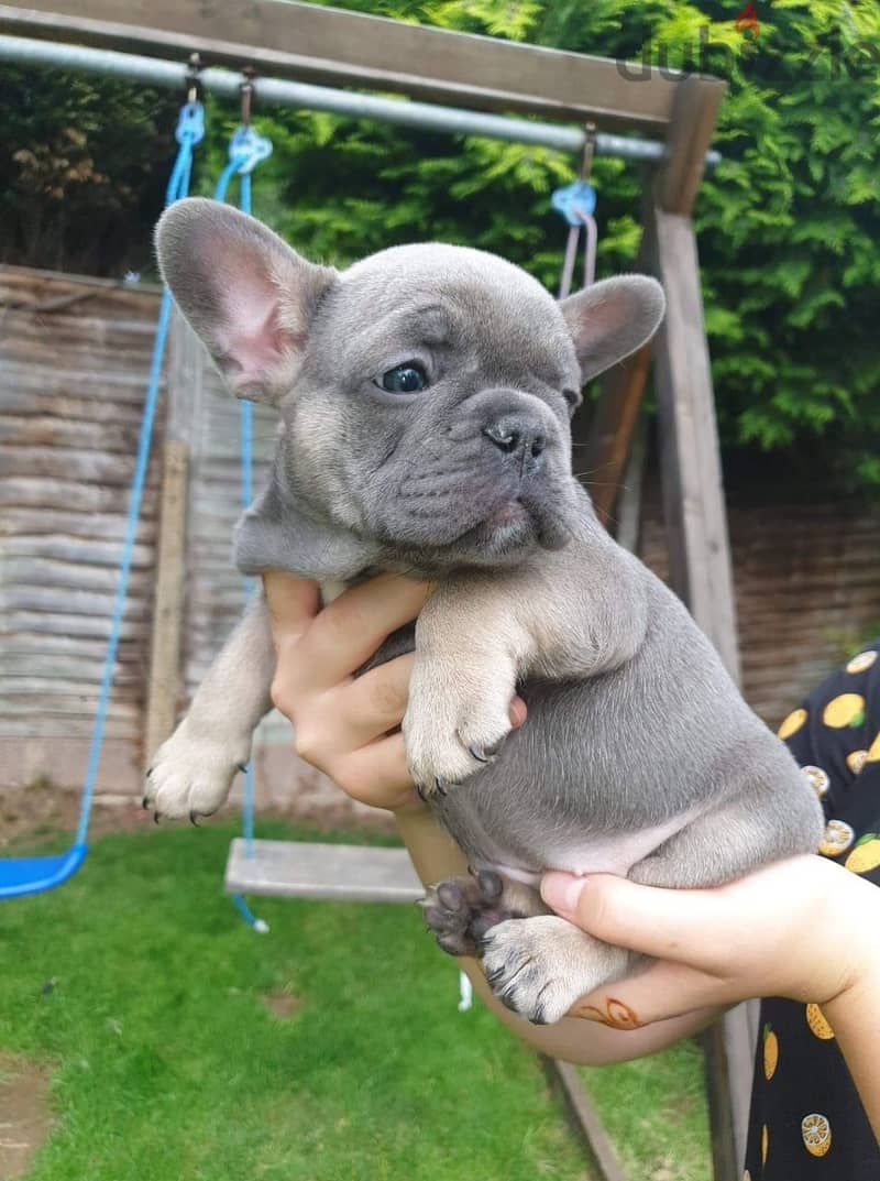 Whatsapp Me +972555074990 French Bulldog Puppies 1