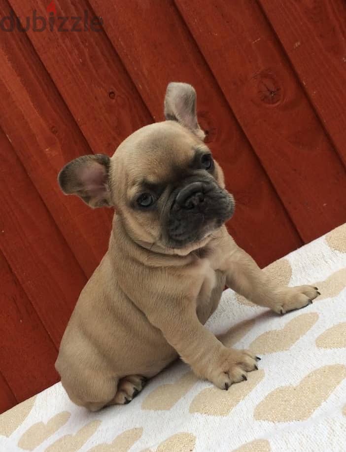 Whatsapp Me +972555074990 French Bulldog Puppies 0