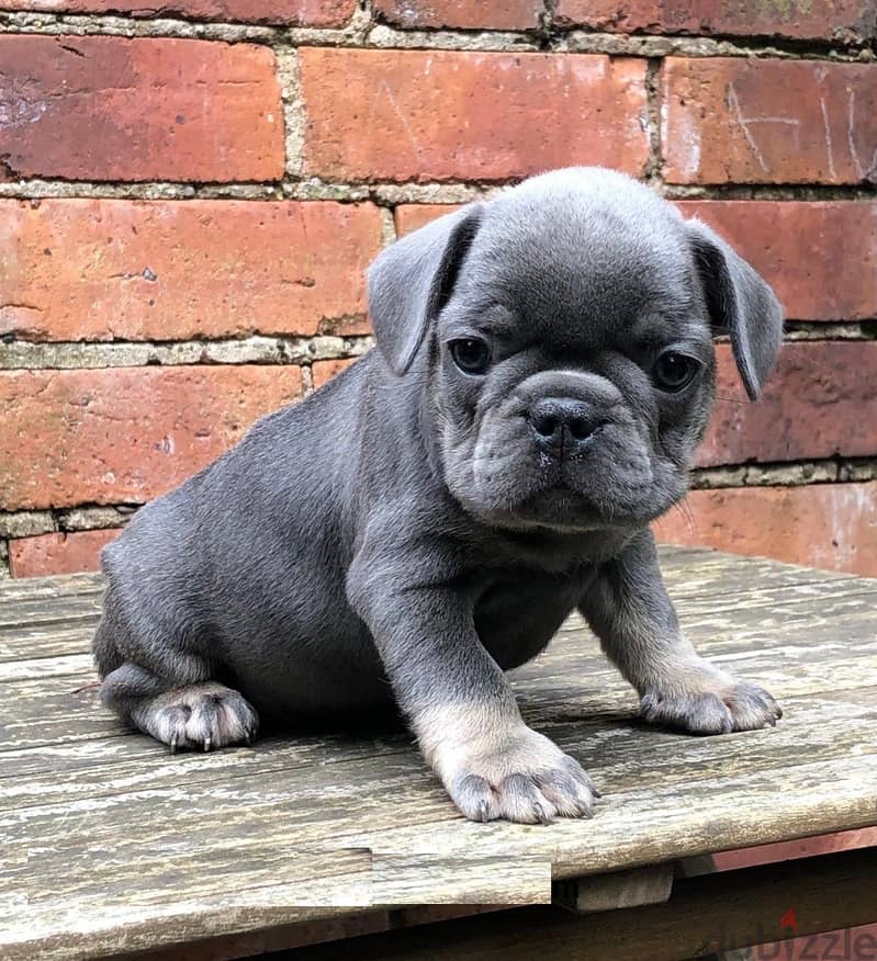 Whatsapp Me +972555074990 French Bulldog Puppies 1