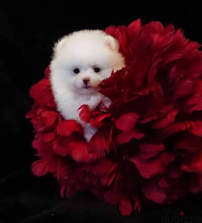 Pomeranian puppies Whatsapp +16086760582