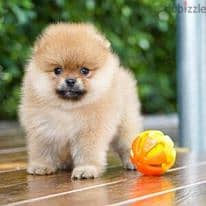 Pomeranian puppies Whatsapp +16086760582 3