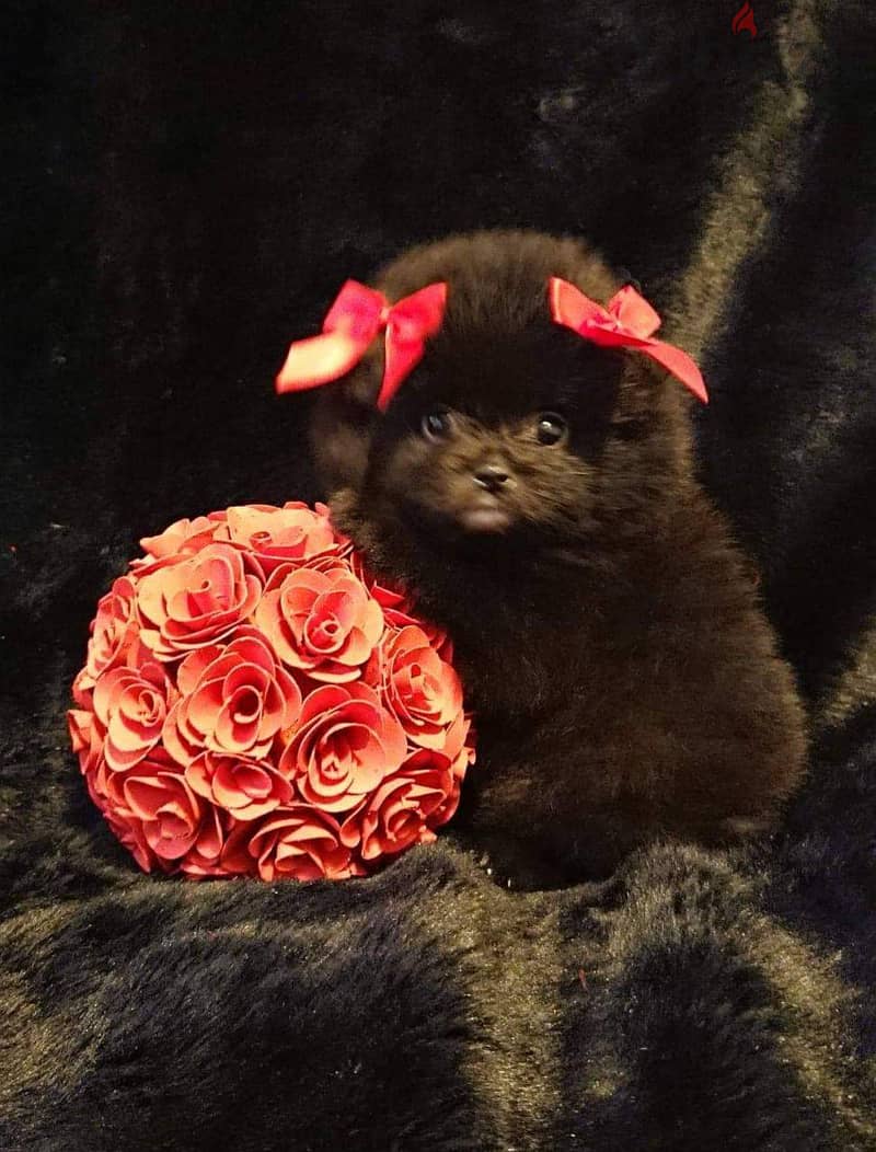 Pomeranian puppies Whatsapp +16086760582 4