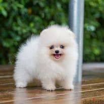 Pomeranian puppies Whatsapp +16086760582 5