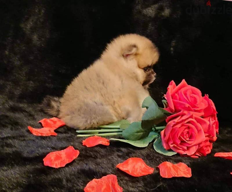 Pomeranian puppies Whatsapp +16086760582 6