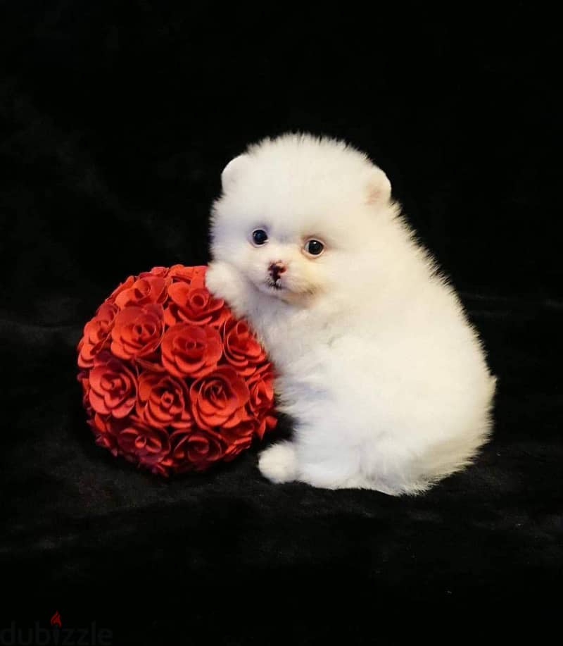 Pomeranian puppies Whatsapp +16086760582 7