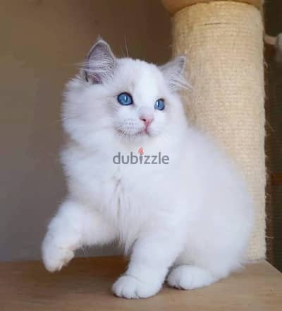 RAGDOLL KITTEN