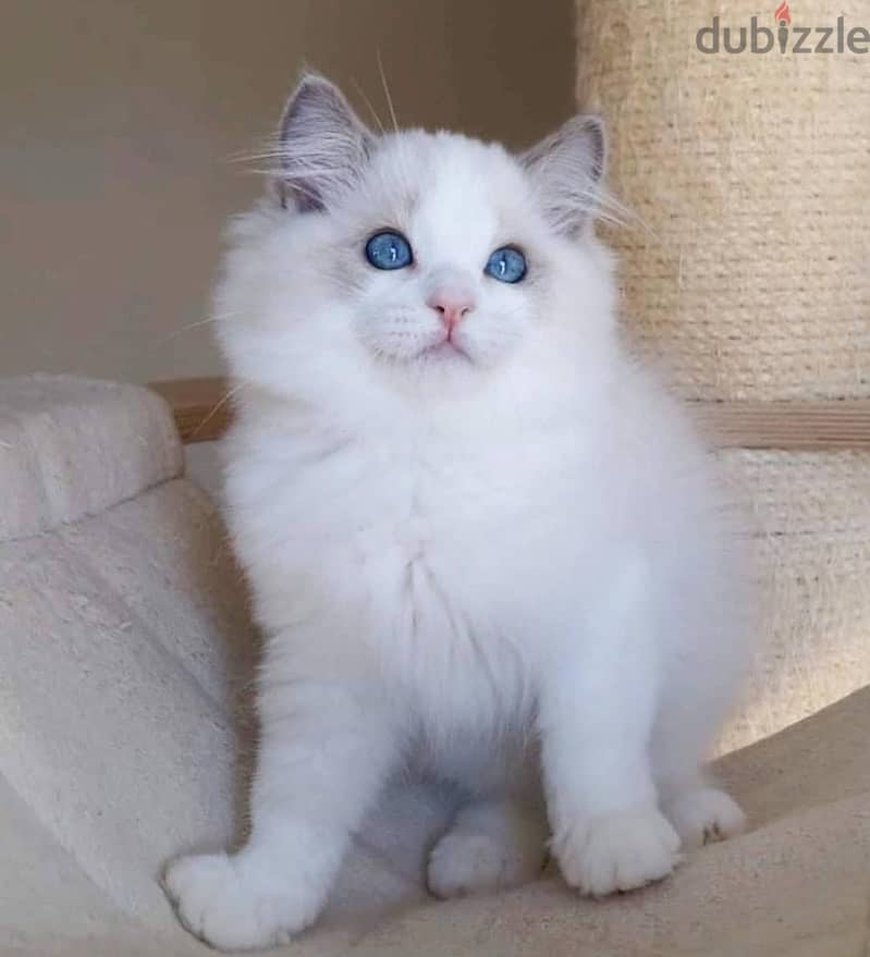 RAGDOLL KITTEN 1