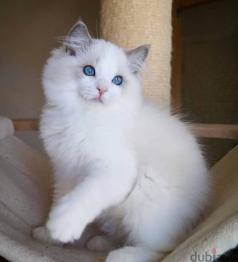 RAGDOLL KITTEN 2