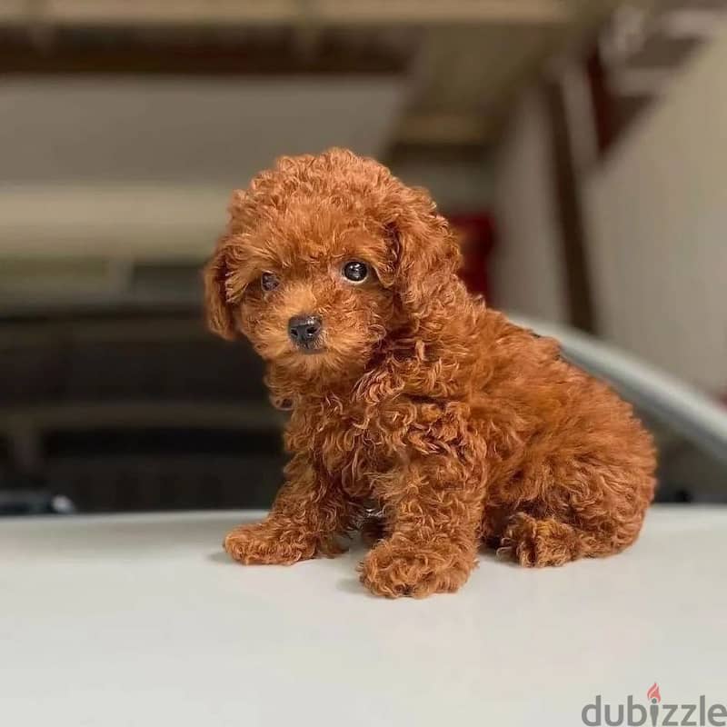 POODLE PUPPY 0