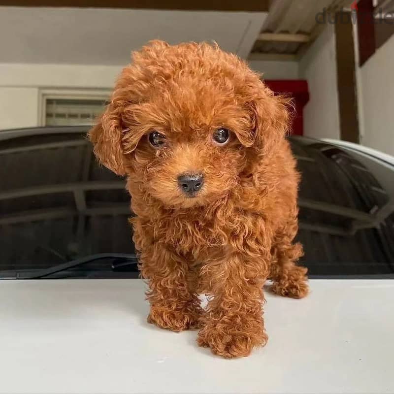 POODLE PUPPY 1