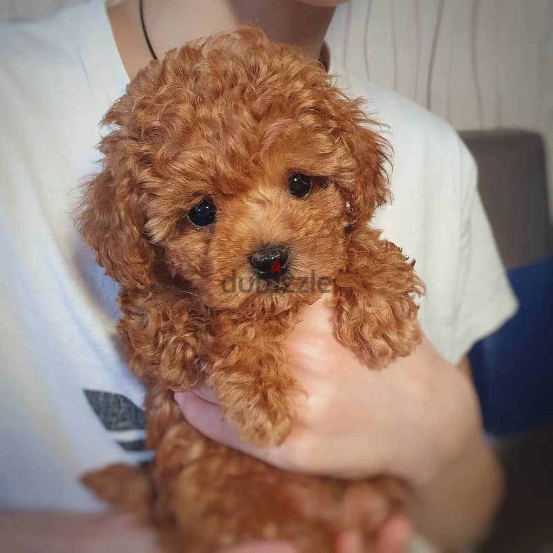 POODLE PUPPY 2