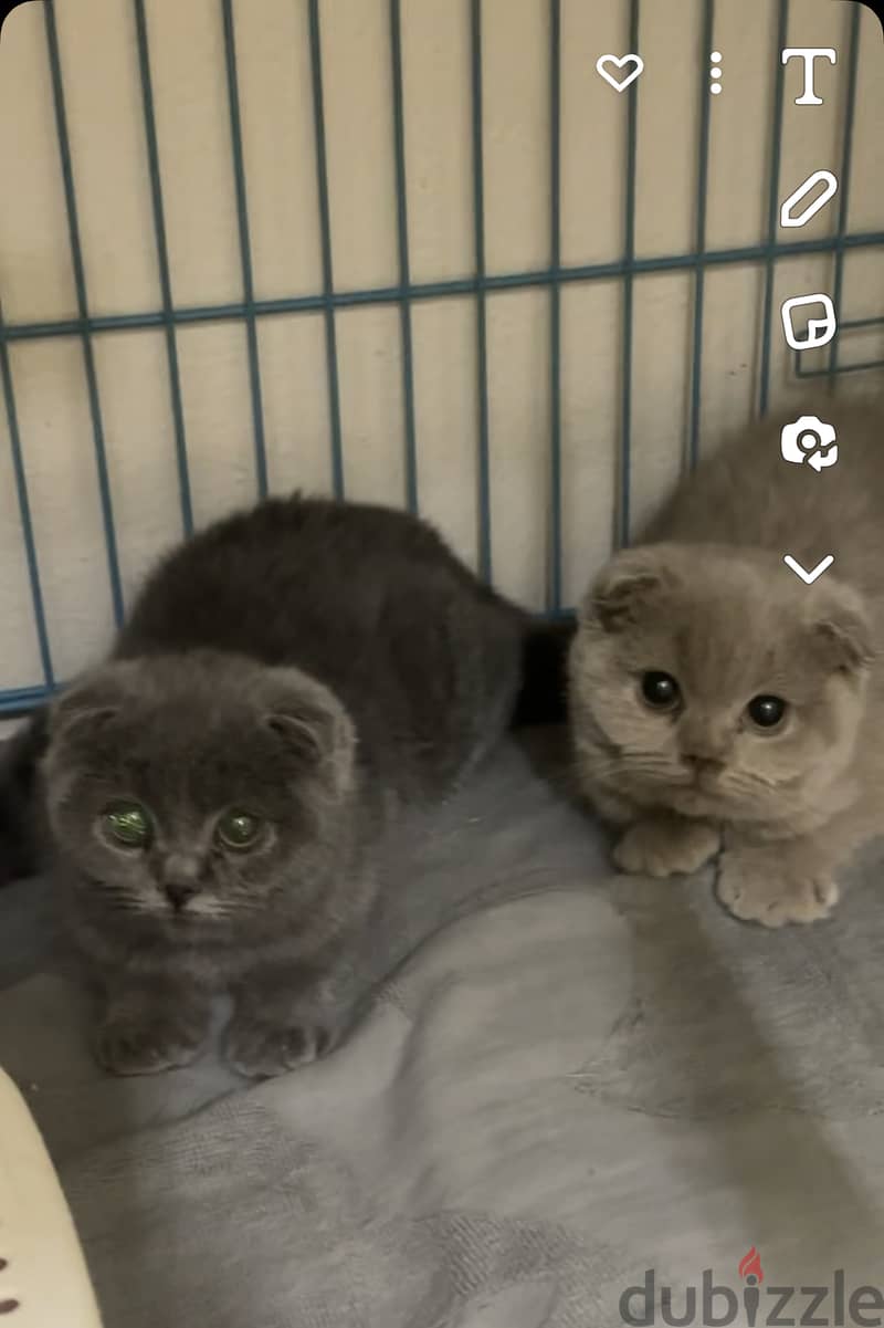 Blue and lilac scottish fold urgent 0