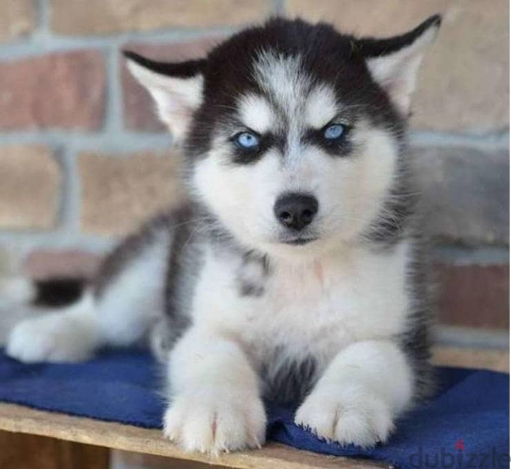 Siberian Husky for sale 0