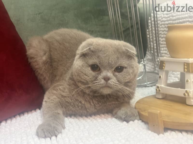 Lilac blue Gold scottishfold kitten & Cat urgent 0