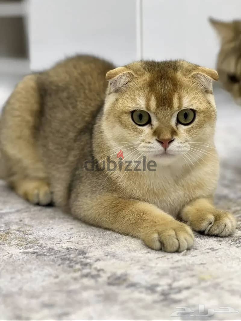 Lilac blue Gold scottishfold kitten & Cat urgent 1