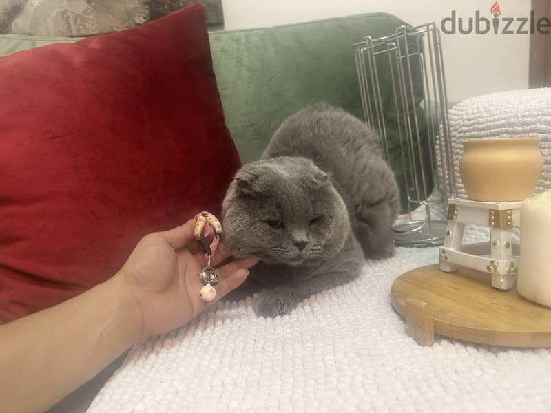 Lilac blue Gold scottishfold kitten & Cat urgent 2