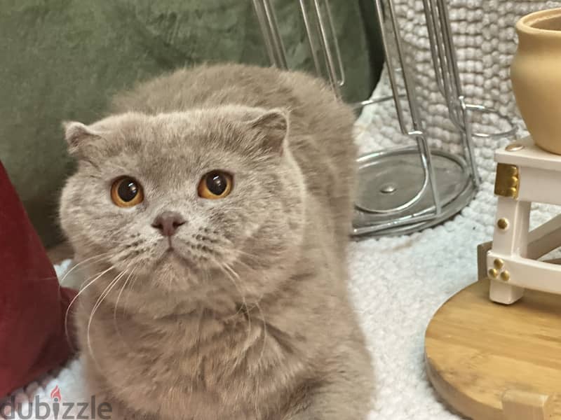 Lilac blue Gold scottishfold kitten & Cat urgent 3