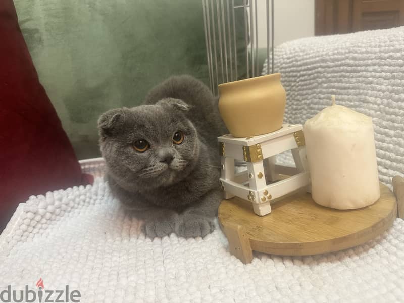 Lilac blue Gold scottishfold kitten & Cat urgent 4