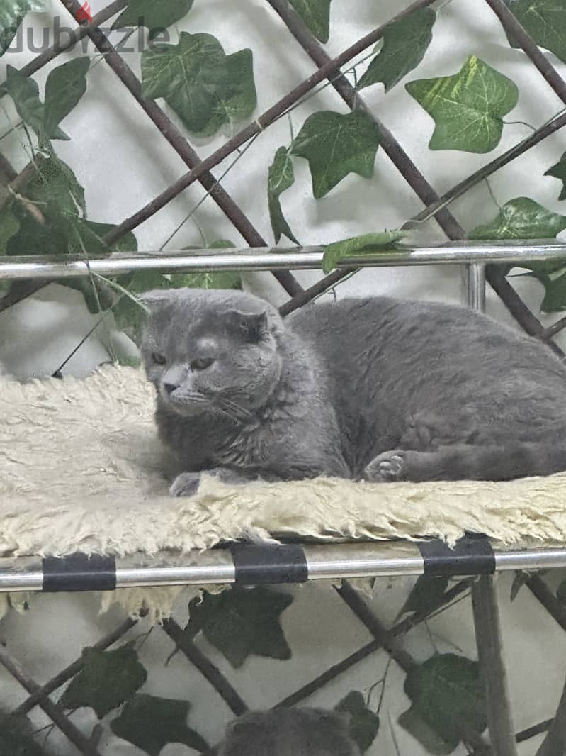 Lilac blue Gold scottishfold kitten & Cat urgent 5