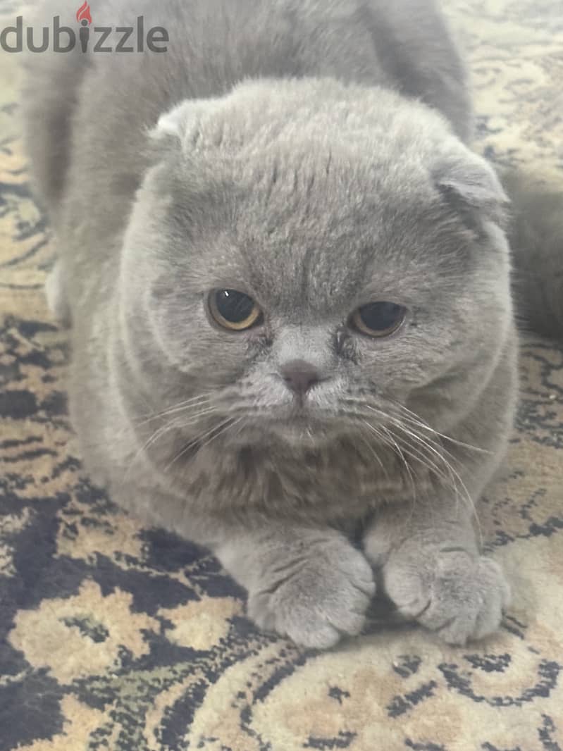 Lilac blue Gold scottishfold kitten & Cat urgent 7