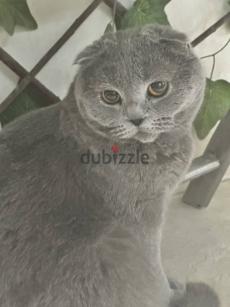 Lilac blue Gold scottishfold kitten & Cat urgent 8