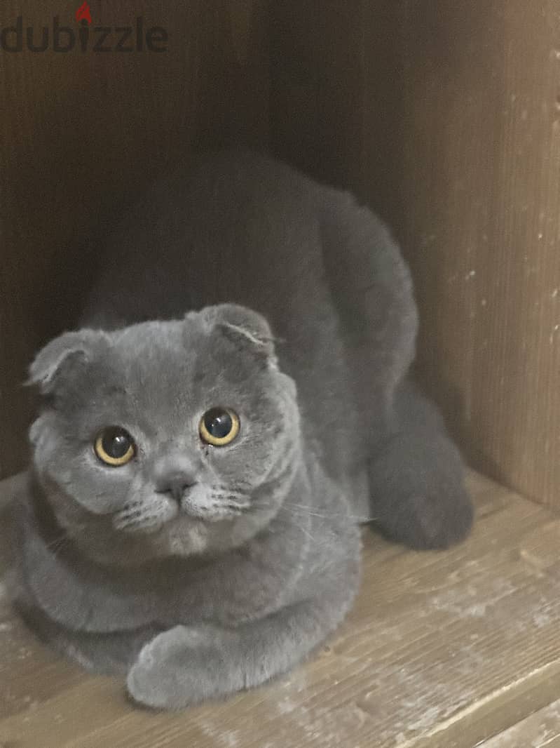 Lilac blue Gold scottishfold kitten & Cat urgent 9