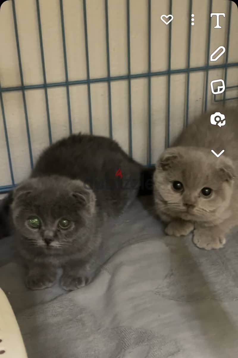 Lilac blue Gold scottishfold kitten & Cat urgent 15