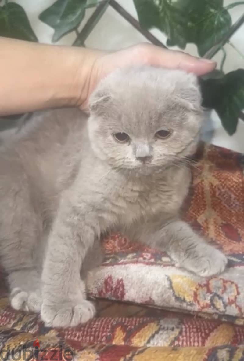 Lilac blue Gold scottishfold kitten & Cat urgent 16