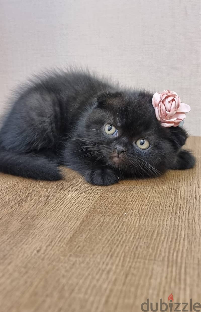 Lilac blue Gold scottishfold kitten & Cat urgent 18