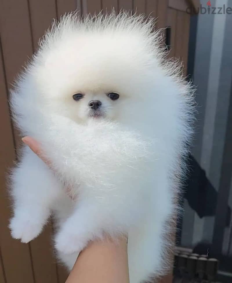 High Quality White Pomeranian Puppies Male and Female. 0