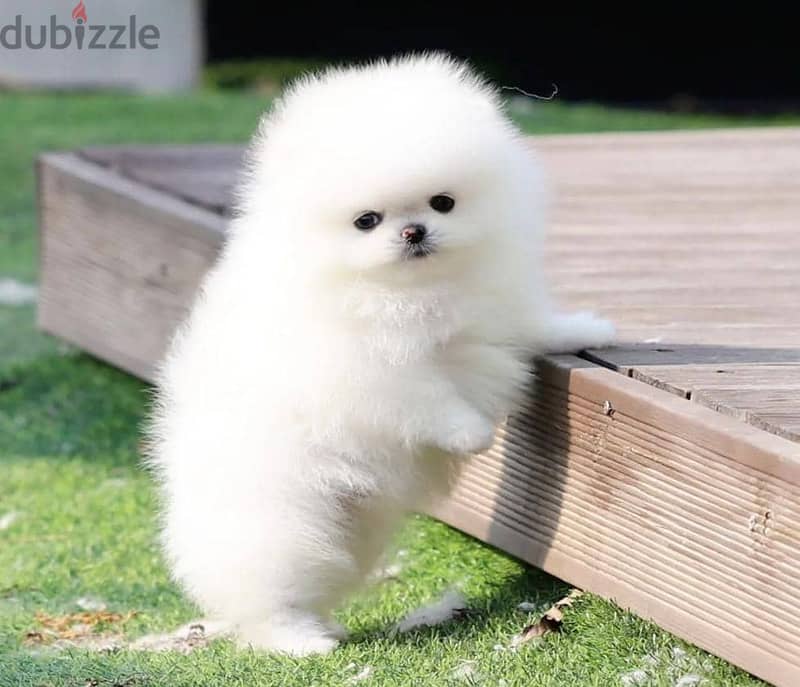 High Quality White Pomeranian Puppies Male and Female. 1