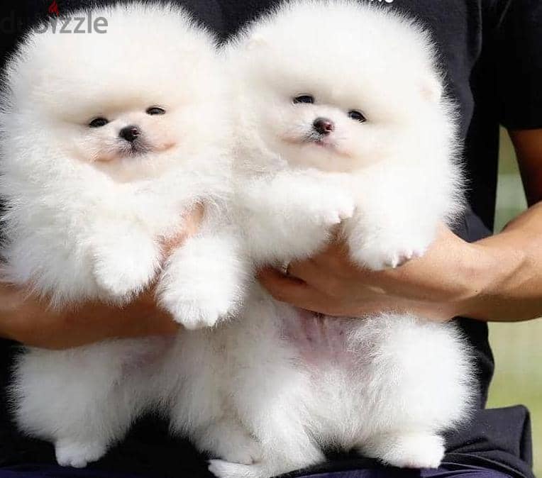 High Quality White Pomeranian Puppies Male and Female. 2