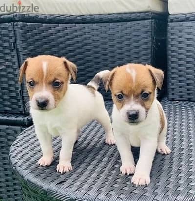 Whatsapp Me +972555074990 Jack Russell Terrier