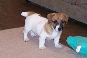 Whatsapp Me +972555074990 Jack Russell Terrier 1