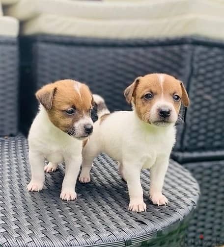 Whatsapp Me +972555074990 Jack Russell Terrier 0