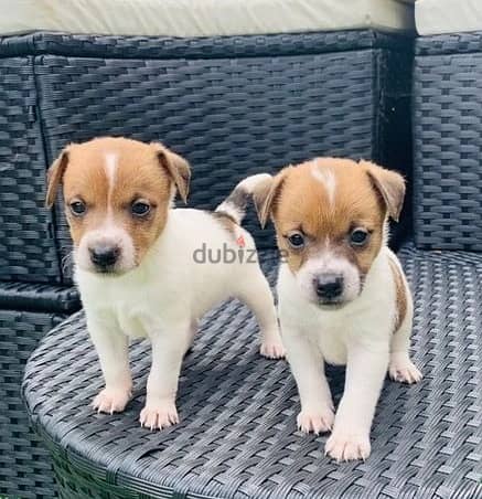 Whatsapp Me +972555074990 Jack Russell Terrier 0